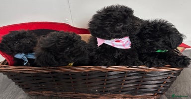 Shihpoo dogs - Advert 9