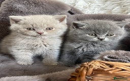 British Shorthair cats for sale: CHAMPION HERITAGE BABIES  - Image 6
