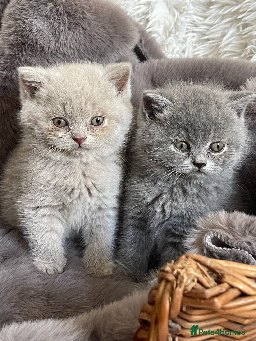 British Shorthair cats for sale: CHAMPION HERITAGE BABIES  - Image 6