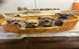Jack Russell dogs for sale: super cuties Jack Russells  - Image 1