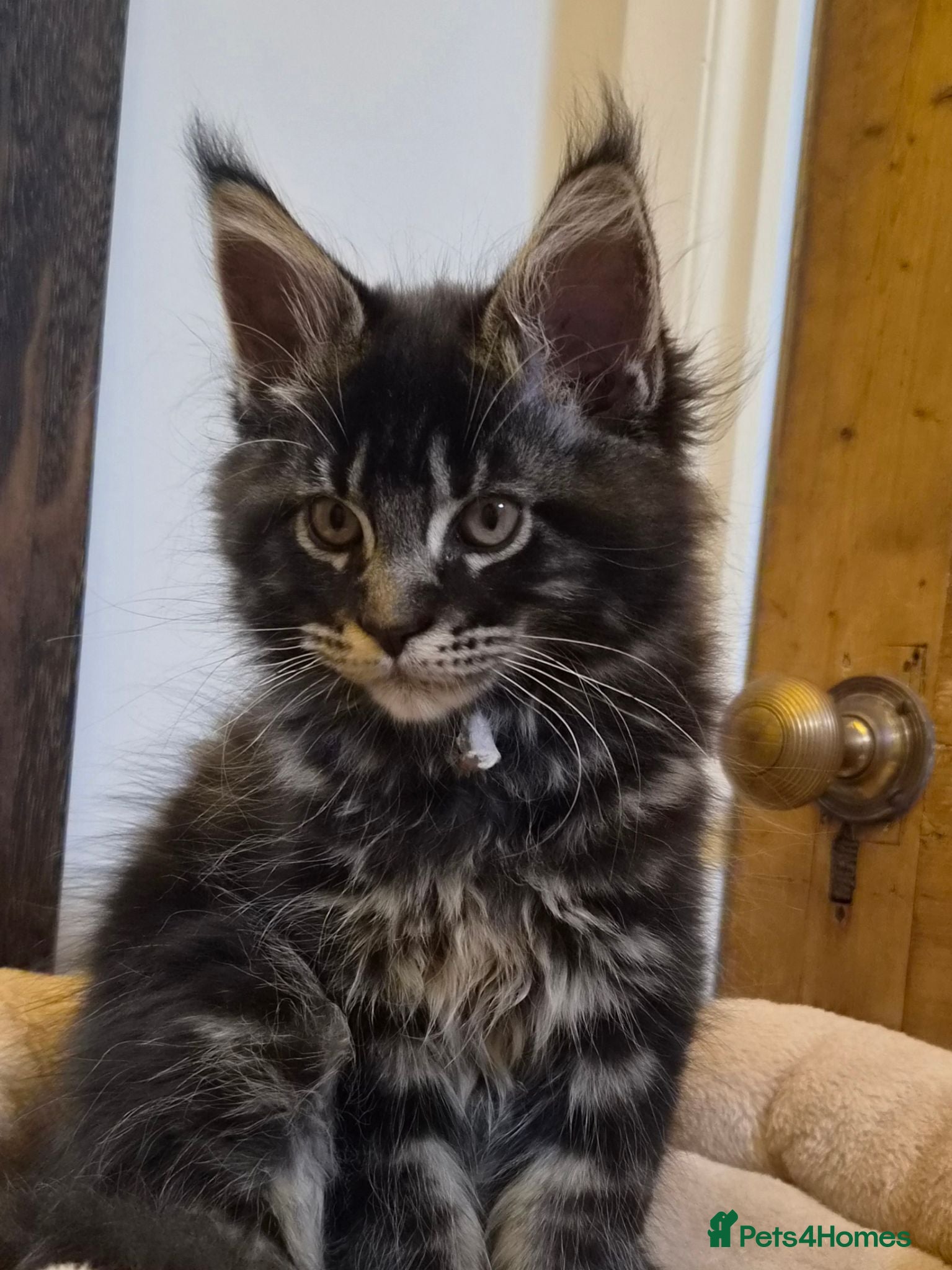 Maine Coon cats TICA REGISTERED MAINE COONS - Advert 1