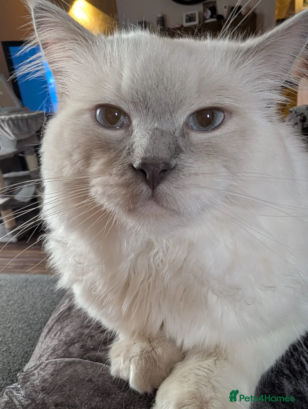 Ragdoll cats for stud: ❤️GCCF Registered❤️Lilac Point ragdoll   - Advert 2