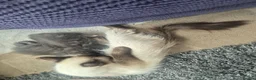 Mixed Breed cats for sale: Ragcoons in Newton-le-Willows - Advert 24