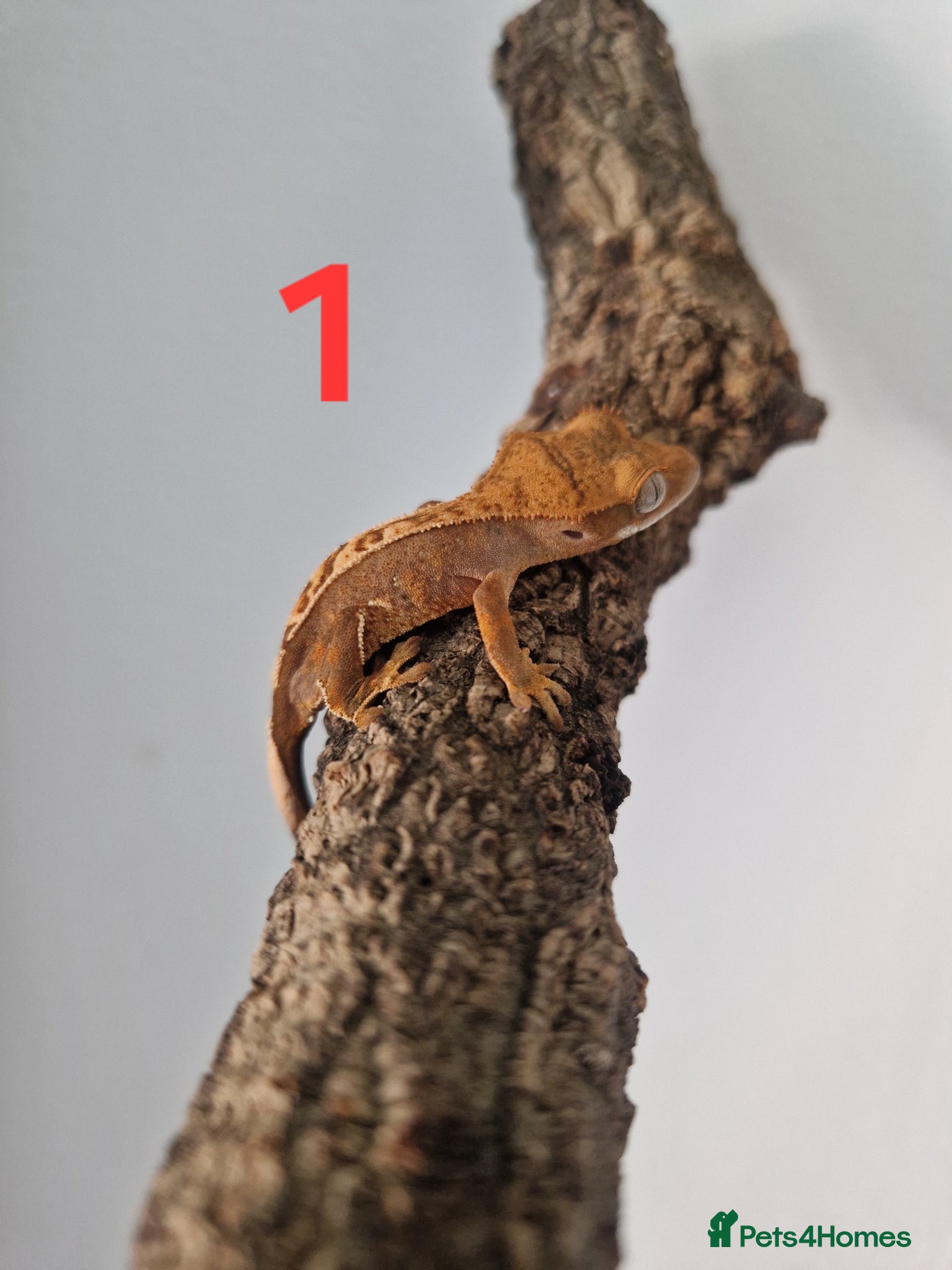 Gecko reptiles for sale: Juvenile crested geckos - Advert 4
