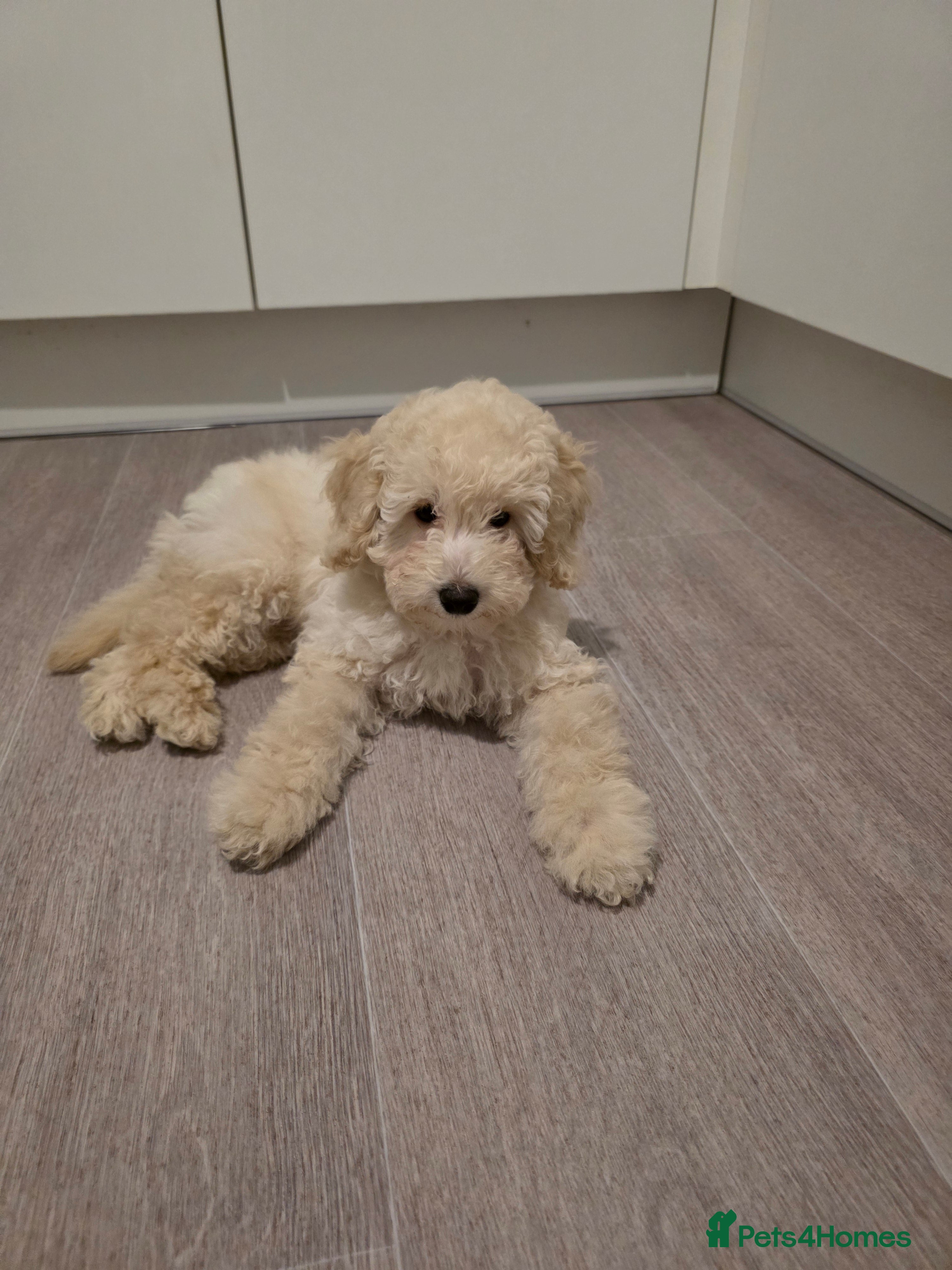 Toy Poodle dogs One white male puppy left  - Advert 1