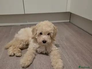 Toy Poodle dogs One white male puppy left - Advert 17