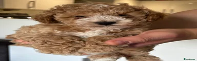 Maltipoo 