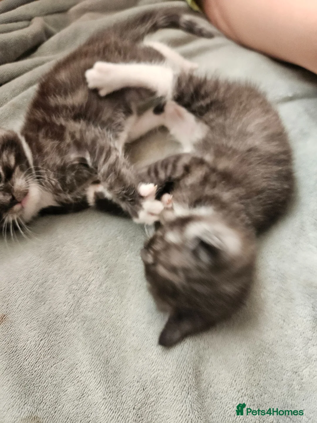 British Shorthair cats for sale: Selling kittens in Bootle - Advert 2