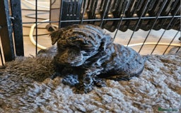 Miniature Poodle dogs for sale: Beautiful Health Tested Poodles - Advert 38