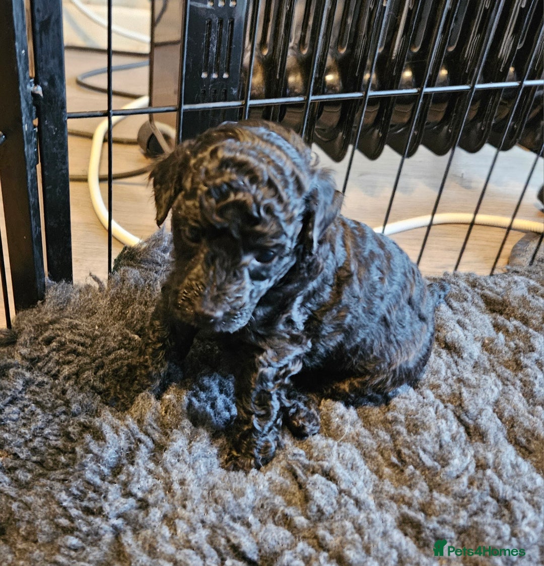 Miniature Poodle dogs for sale: Beautiful Health Tested Poodles - Advert 38