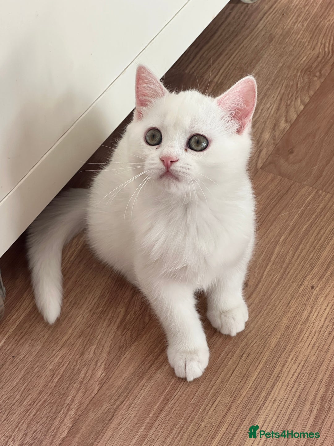 British Shorthair cats for sale: Gorgeous British Longhair & Shorthair Kittens - Advert 37