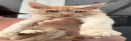 Maine Coon cats for sale: Maine coon cross boy kittens - Advert 3