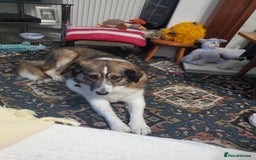 Mixed Breed dogs for adoption: Meet Bonnie, currently residing in Leeds in Leeds - Image 22