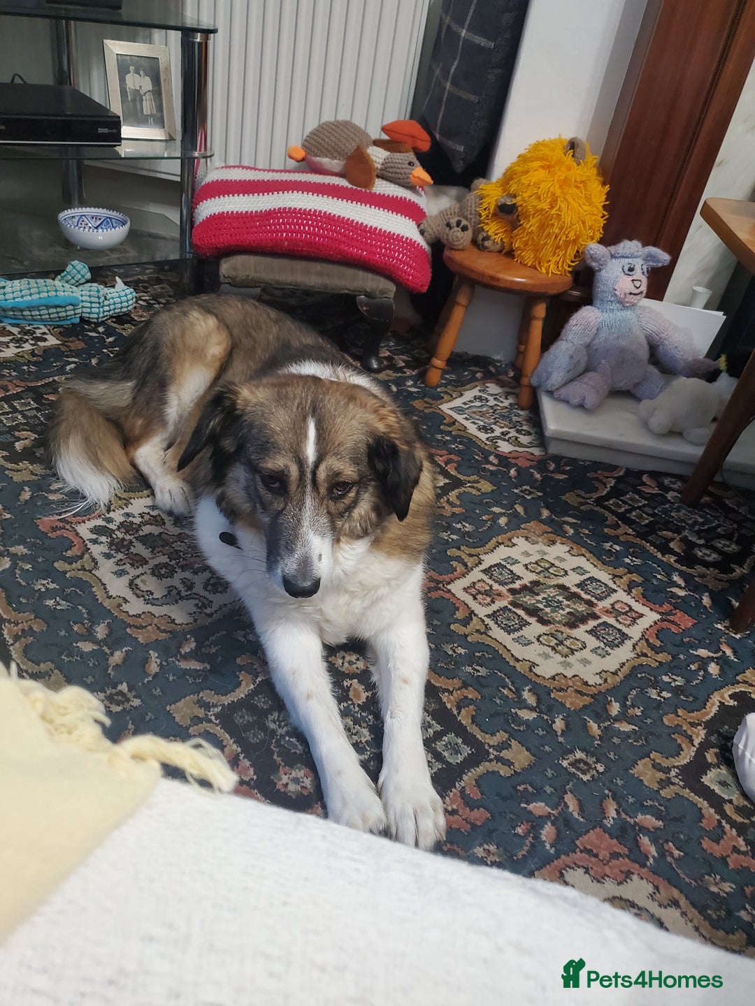 Mixed Breed dogs for adoption: Meet Bonnie, currently residing in Leeds in Leeds - Image 22