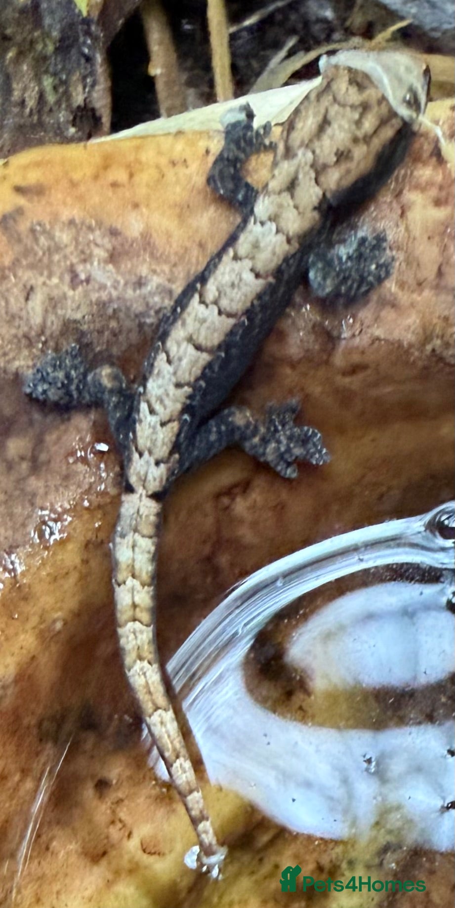 Gecko reptiles Mourning Gecko Babies & Juveniles – Hobby Bred - Advert 1