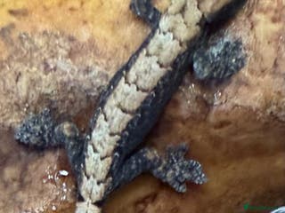 Gecko reptiles Mourning Gecko Babies & Juveniles – Hobby Bred - Advert 10