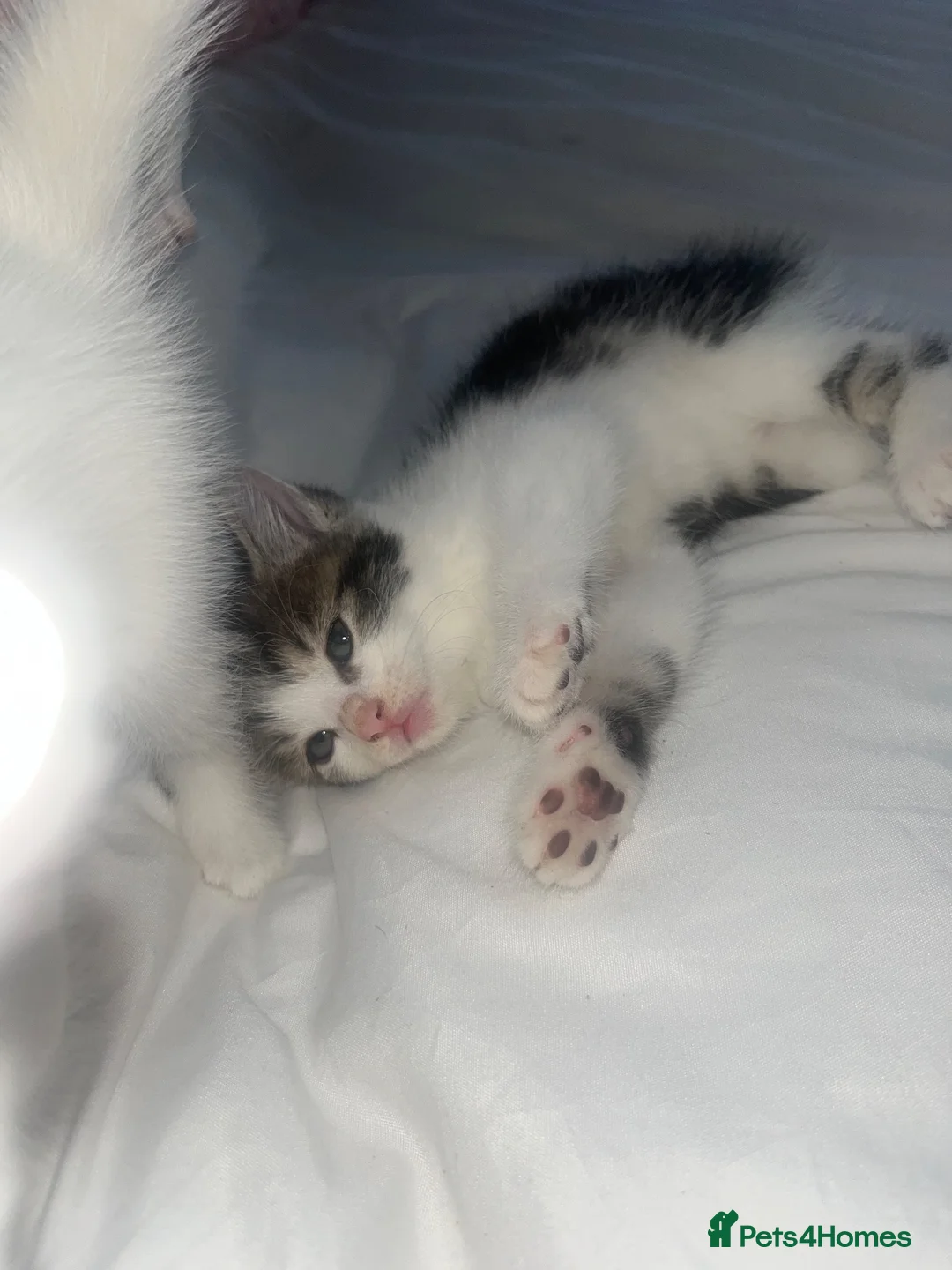 Ragdoll cats for sale: Ragdoll cross  in Bedford - Advert 5