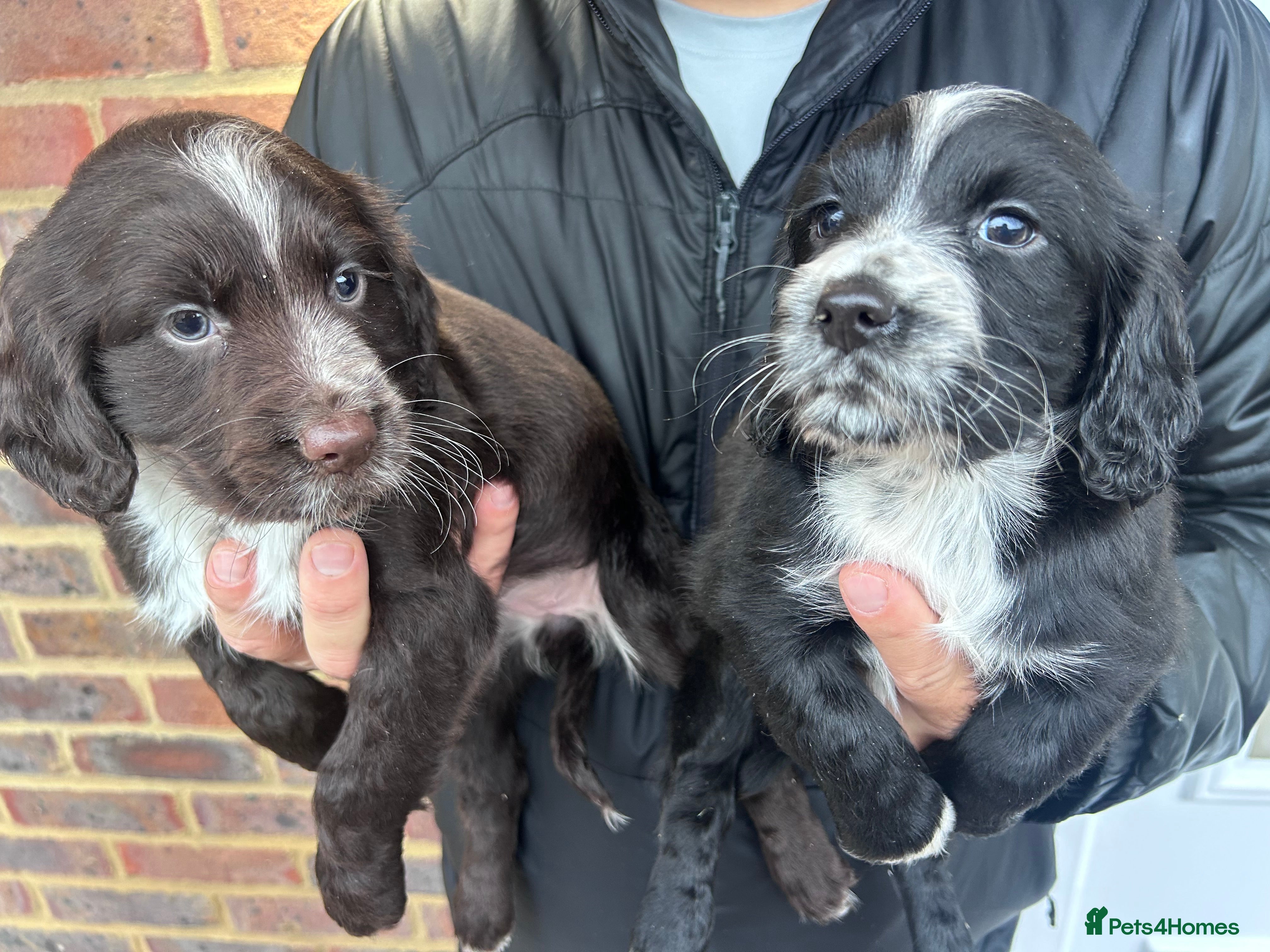 Cocker Spaniel dogs 2 female beautiful cocker spaniel puppies  - Advert 7