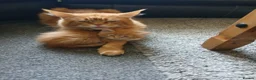 Maine Coon cats for sale: Maine Coon kittens for sale - Advert 4