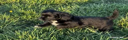 Mixed Breed dogs for sale: 2 left! Chihuahua x Cocker Spaniel cockerhuahua - Advert 7