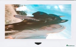 German Shepherd dogs for stud: ✨ Premium Stud Dog- BULLET.✨ - Advert 3