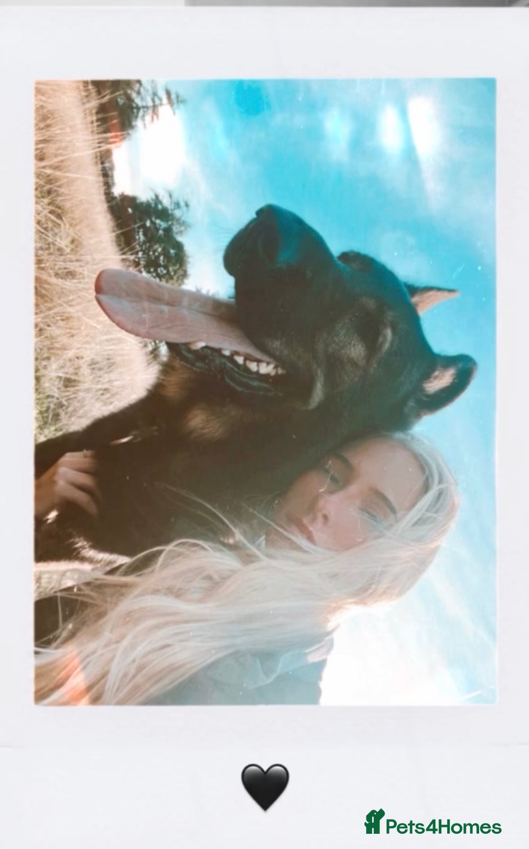 German Shepherd dogs for stud: ✨ Premium Stud Dog- BULLET.✨ - Advert 3