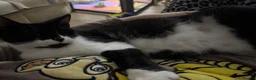 Mixed Breed cats for sale: 4 kittens  - Advert 1