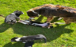 Border Collie dogs for sale: Beautiful Collie Puppies❤️ - Image 16