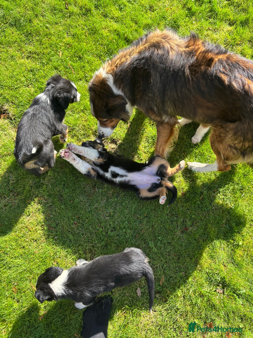 Border Collie dogs for sale: Beautiful Collie Puppies❤️ - Image 16