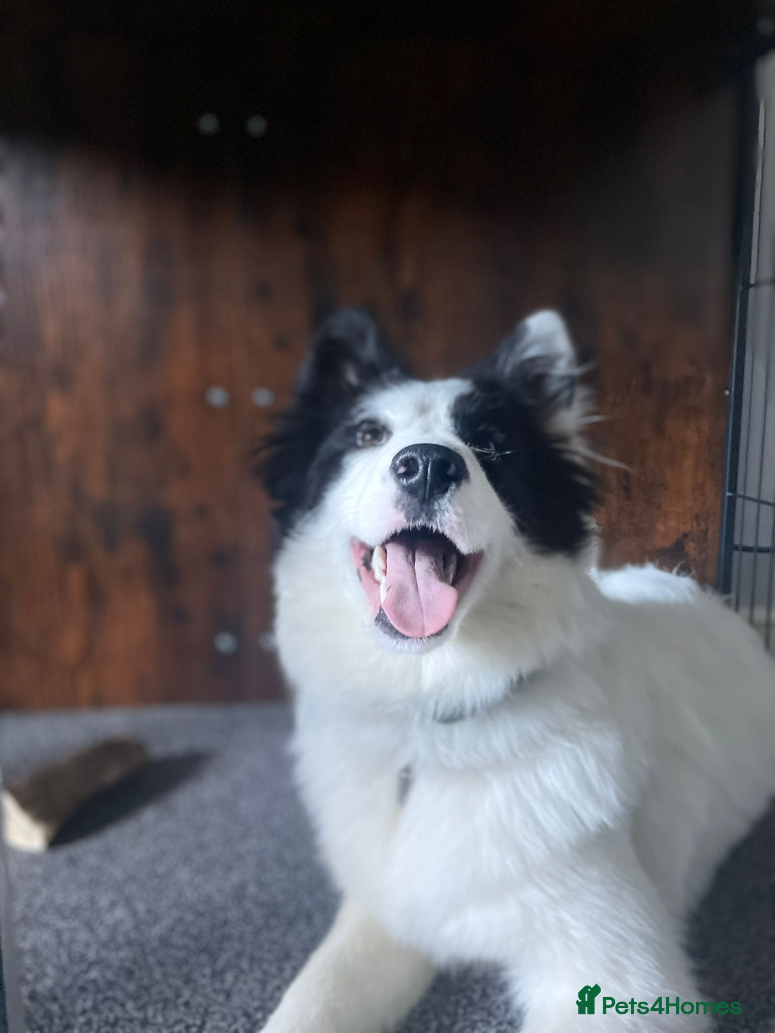 Mixed Breed dogs Samoyed/Border Collie Hybrid  - Advert 1