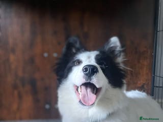 Mixed Breed dogs Samoyed/Border Collie Hybrid - Advert 8