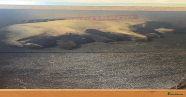 Cocker Spaniel dogs Cocker Spaniel Puppies *For Sale* - Advert 15