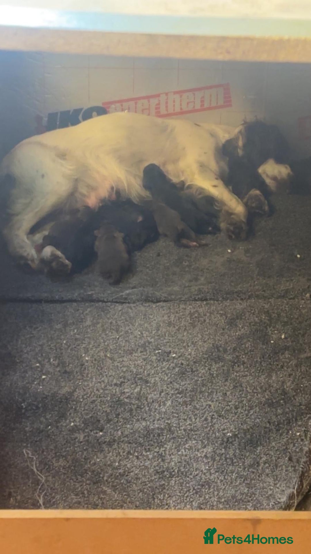 Cocker Spaniel dogs for sale: Cocker Spaniel Puppies *For Sale* - Image 10