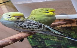 Budgerigars birds for sale: Young budgerigars for sale. - Image 27