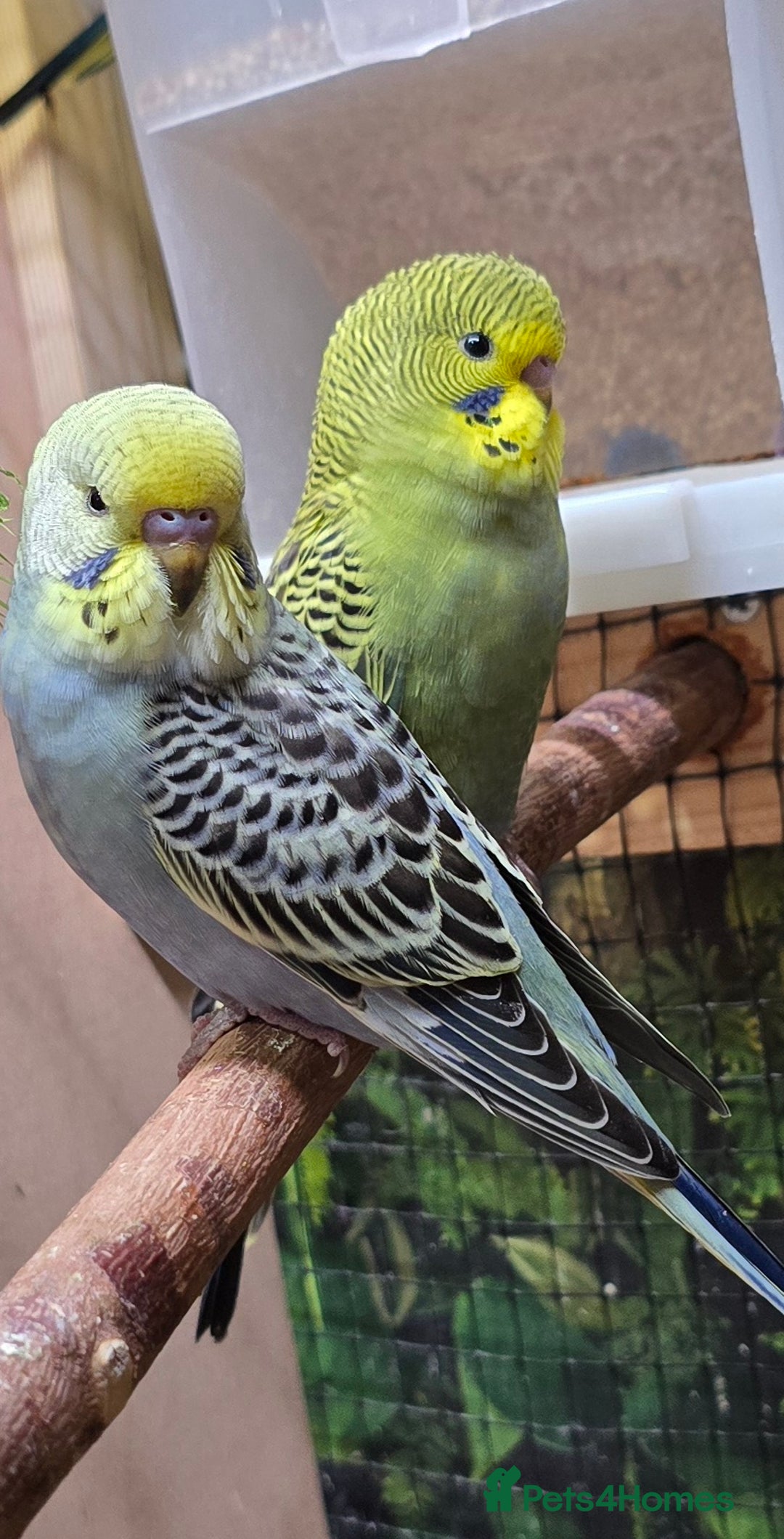 Budgerigars birds for sale: Young budgerigars for sale. - Image 27