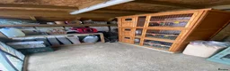 Mini Lop rabbits for sale: Baby Mini Lop Rabbits - Ready 19th August - Advert 14