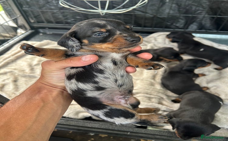 Miniature Dachshund dogs - Advert 8