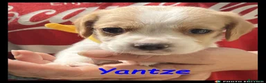 Yantze