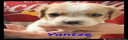 Beaglier dogs for sale: Beautiful Beaglier Bundles 🌸 - Advert 32