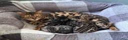 Bengal cats for sale: Stunning pedigree bengal kittens only 2 left  - Advert 2