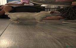 French Bulldog dogs for sale: French bulldog puppies - Image 8