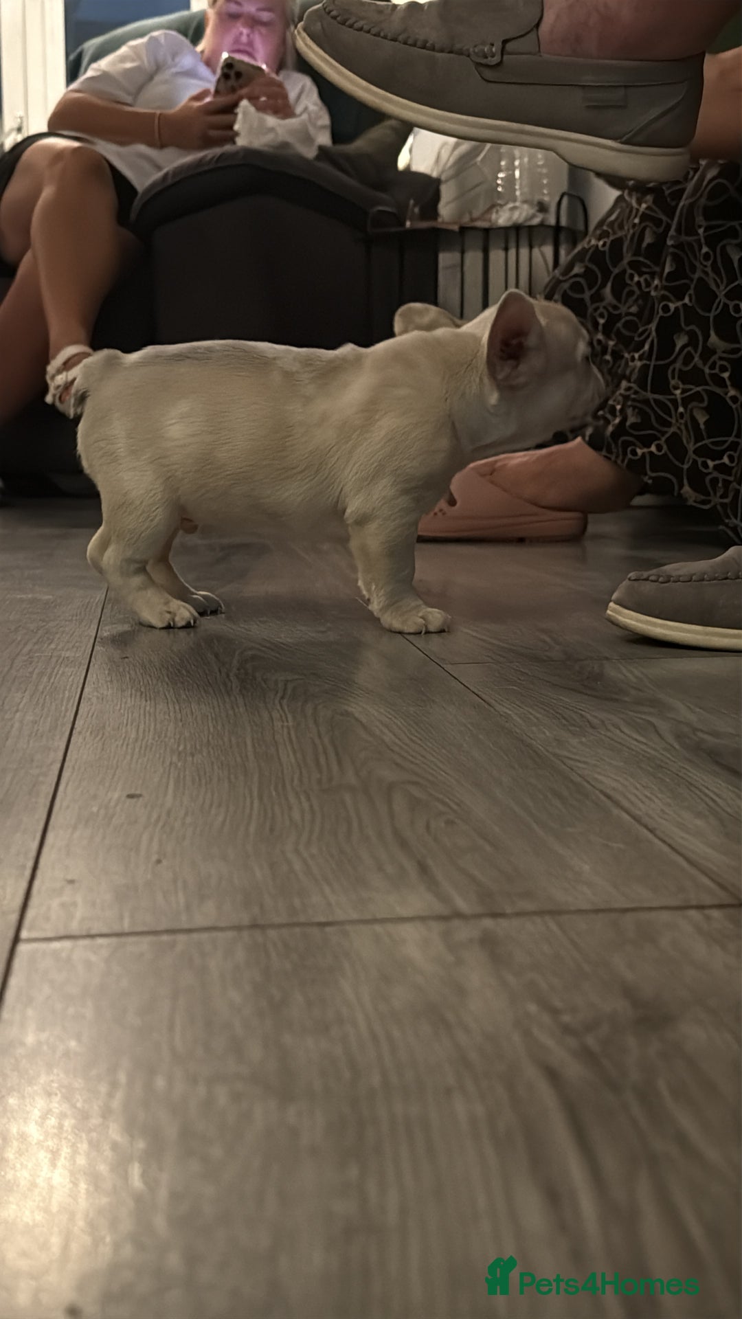 French Bulldog dogs for sale: French bulldog puppies - Image 8