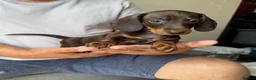 Dachshund dogs for sale: Miniature dachshund puppies  - Advert 12