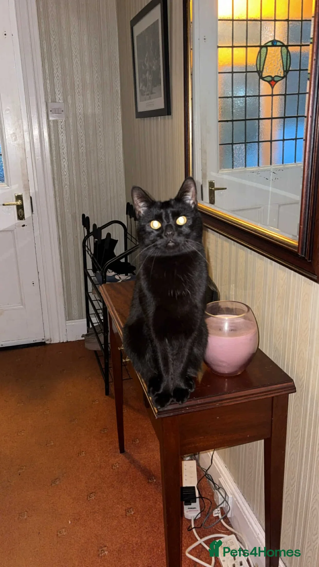 Mixed Breed cats for sale: 3 beautiful male cats - Advert 5