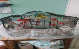 Budgerigars birds for sale: Budgies  - Image 7