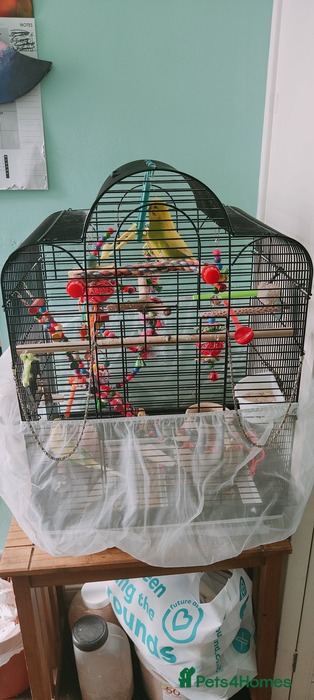Budgerigars birds for sale: Budgies  - Image 7