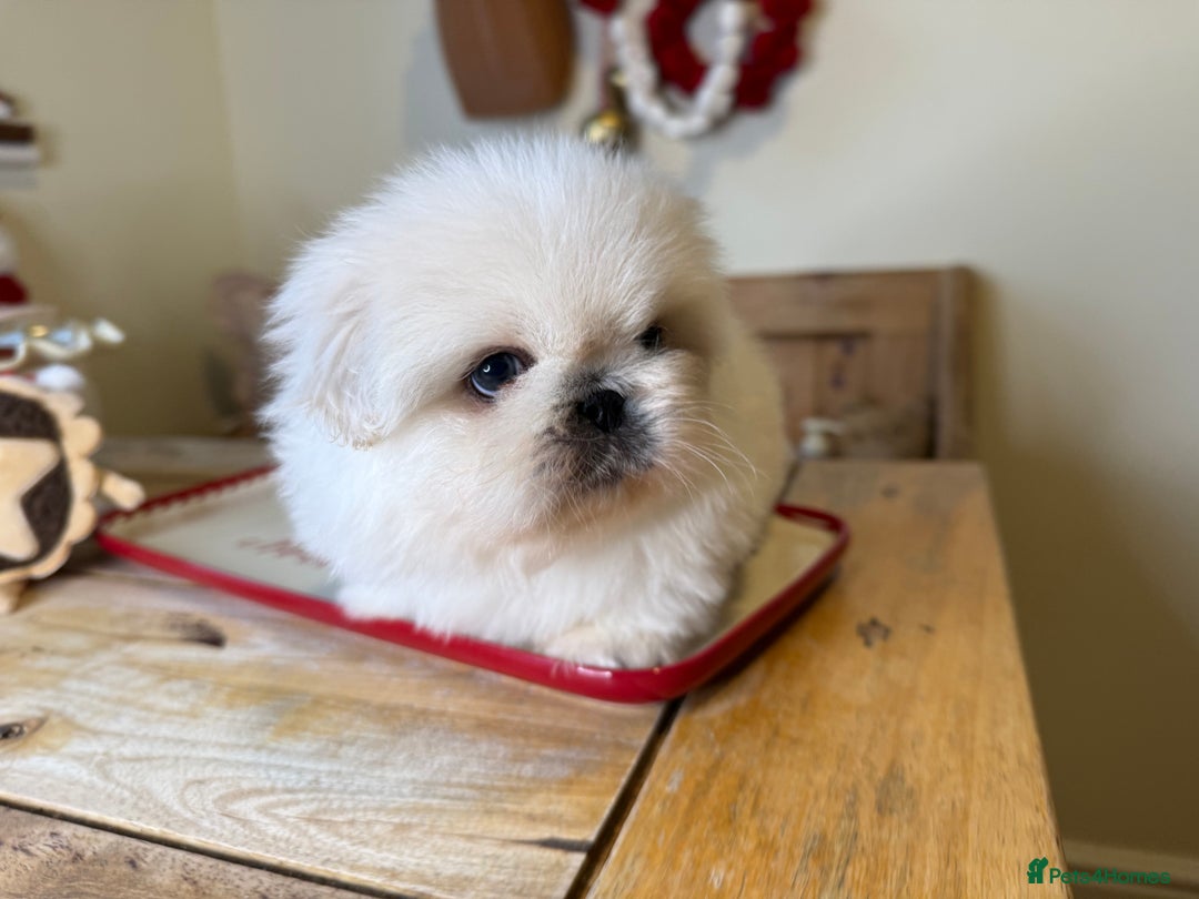 Pekingese dogs for sale: Biggiwigs Pekingese Puppy Availability - Advert 17