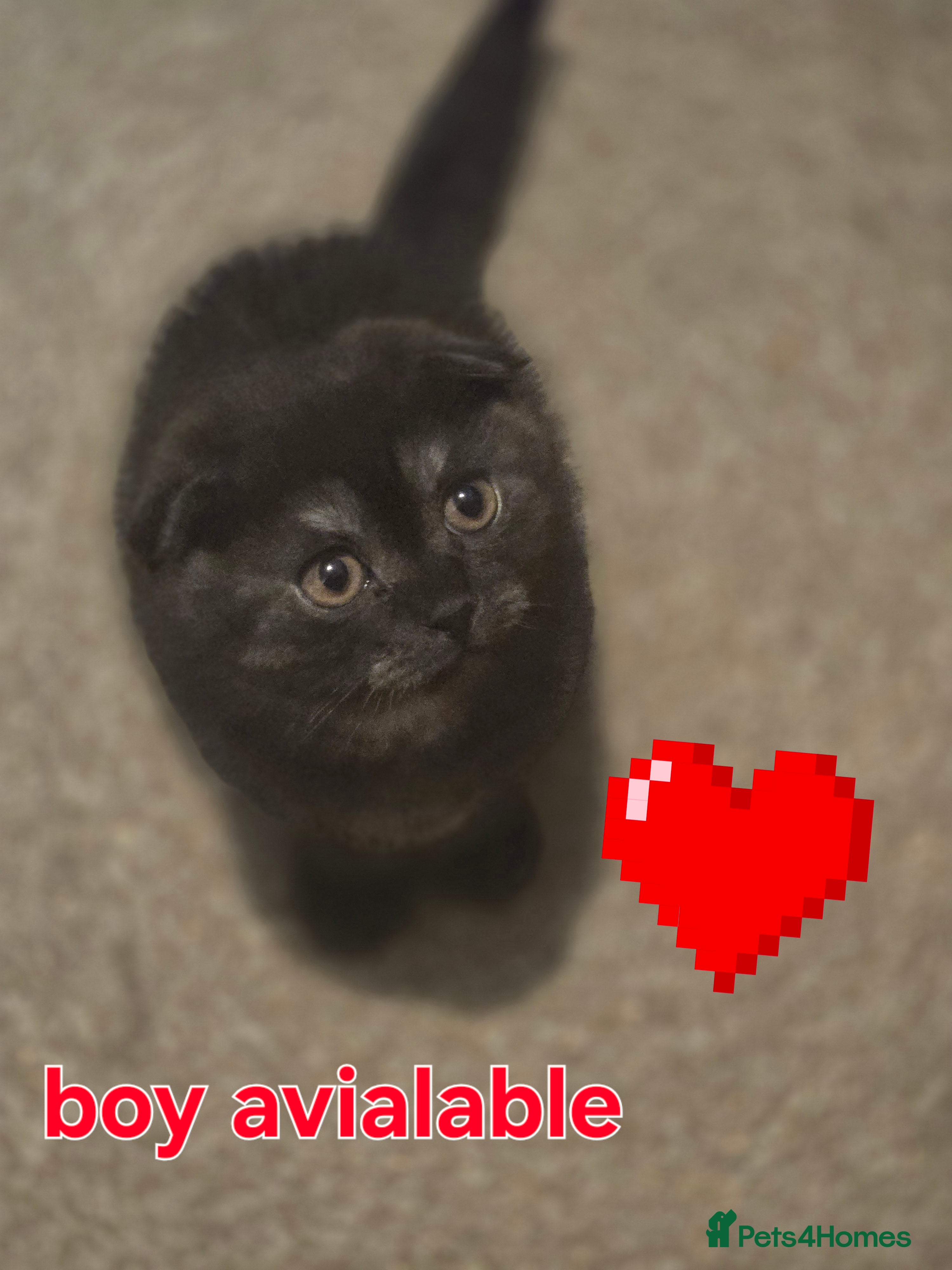 Scottish Fold cats 🥰LAST  BOY 💜🩵 - Advert 13