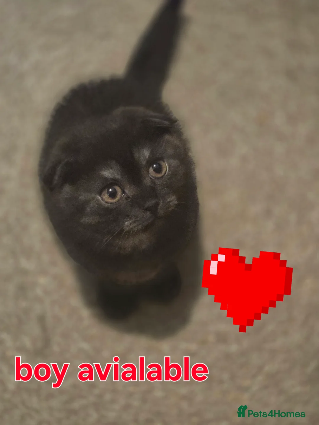 Scottish Fold cats for sale: 🥰LAST  BOY 💜🩵 - Advert 1