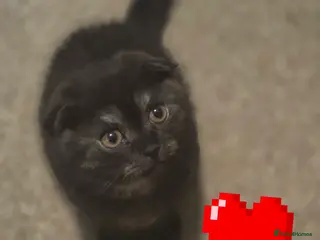 Scottish Fold cats 🥰LAST BOY 💜🩵 - Advert 13